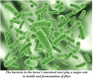 Bacteria in the gastrointestinal tract play a major role in health and fermentation of fibre