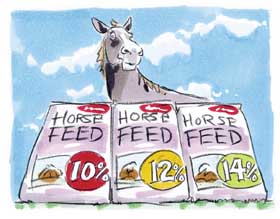 Horse feed protein percentage