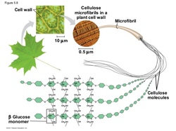 Cellulose is part of the plant cell wall and is made of long chains of glucose molecules